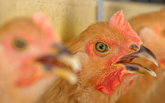 內地新增2宗H5N6禽流感個案 來自廣西及四川