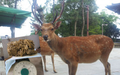 日本奈良鹿虛弱死 胃部塞滿逾3公斤膠袋雜物