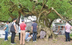 深圳拟建古树名木管理平台 每棵均将配有「身分证」 