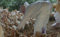 台为免H5N6禽流感扩散　　明起家禽「禁宰禁运」7天　　