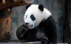 滬大熊貓「嘉嘉仔」半歲大 活潑好動變小胖仔