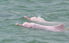 本港中华白海豚数目续跌珠三角剩2000条 环团促设保育区