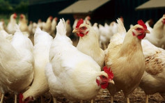 湖南鳳凰縣爆發H5N6禽流感 殺雞逾千隻