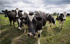 新股│內地奶牛牧場澳亞集團申請上市　日本明治為主要股東