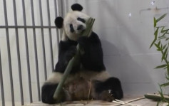 旅美大熊猫「美香」一家三口返抵中国  状态良好