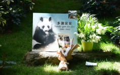安安離世｜臥龍自然保護區管理局前局長感遺憾：在熊貓界算是高齡