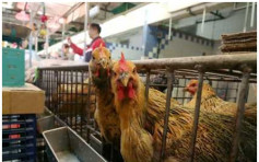 廣州發布禽流感防控提示　30%以上市場有H7N9病毒