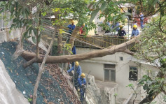 沙田万佛寺对开大树折断倾侧　两男女被压中受伤送院