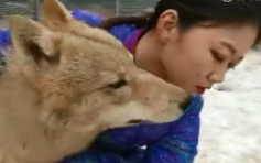 【有片】内蒙25岁女子养36匹狼 朝夕相对成热话