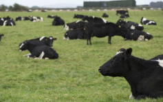 牛分枝桿菌感染 新西蘭計畫屠殺15萬乳牛