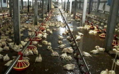 暴雨袭彰化致2万只鸡瞬间全溺毙 鸡农损失近50万