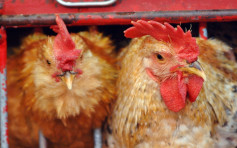 波兰及英国爆高致病性H5N1禽流感 港暂停进口禽类产品