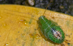 新加坡首次发现绿色蟑螂 昆虫学家：成年后才知道品种