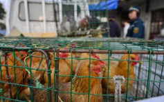 衛生署密切監察內地4宗H7N9禽流感個案