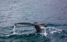 【罕見意外】澳洲女遊客玩浮潛被鯨魚尾部擊中受重傷