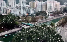【有片】白鷺群大埔上空飛翔影片瘋傳 片主冀宣揚人和動物共融訊息