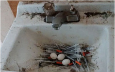 濫藥猖獗　溫哥華白鴿針筒築巢