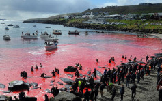 丹麦猎鲸传统血染海滩 剖尸取鲸鱼BB丢入大海