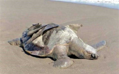 逾百只海龟命丧保护区  墨西哥当局调查死因