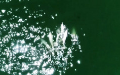  7条中华白海豚伴尸 用嘴将幼豚推上水面协助呼吸 