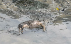 【非洲猪瘟】台新北市贵子坑溪惊见疑似死猪 证实为狗尸