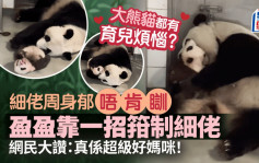 港产大熊猫｜盈盈华丽转身氹细佬瞓觉  网民 : 细佬有无过山车FEEL?