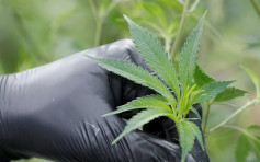 加拿大国会参议院通过消闲式大麻合法化