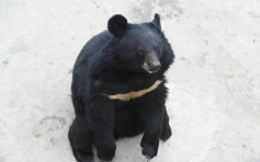 成都黑熊懂站立揮手惹質疑 飼養員：遊客不恰當投餵所致
