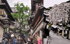 京都三年坂百岁樱花树倒塌 压伤62岁男教师