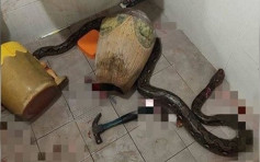 泰国妇厕所被蛇咬 儿子铁锤狂打大蛇助脱困