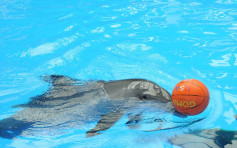 海洋公園一條7歲樽鼻海豚因急性出血性腸炎離世