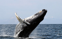 疫情影響加日本偏袒本國漁民 冰島兩大捕鯨公司今年停捕