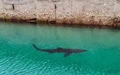 英国南部港湾3日内两度出现大型鲨鱼