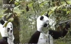 防熊猫攻击　饲育员扮成狮子老虎「靠吓」