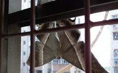 維港會：窗外見巨型飛蛾 事主嚇親以為是蝙蝠