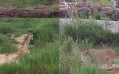 南非長頸鹿奮力擺脫鱷魚襲擊 重傷倒地遇獅群終喪命