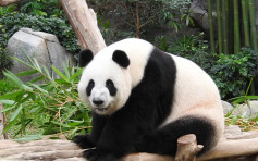 海洋公园：大熊猫盈盈出现妊娠症状 冀今年带来「添丁」消息