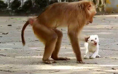 遭同棲猴群虐待小貓出生天  昆明動物園：移走檢查後證行動能力正常