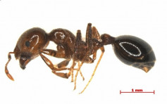 日本大阪驚現紅火蟻后屍體　恐已本土繁殖