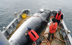 日本正式宣布退出國際捕鯨委員會 明年7月恢復商業捕鯨