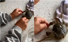 10歲童遭蟹鉗夾手指 不忍螃蟹受傷自行忍痛待鬆鉗