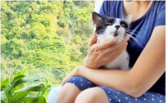 流浪猫10年前荃湾受虐右腿残缺 幸获义工拯救重生