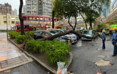 暴雨期間荃灣塌樹砸毀私家車 無人傷