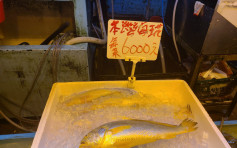 黄花鱼︱荃湾杨屋道街市惊现6,000元一条 鱼类发烧友：可能物超所值丨网上热话