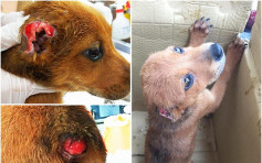人神共愤！　两个月小狗遭虐双耳被剪切断尾巴　