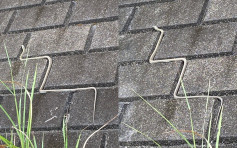 日本蛇仔沿石磚罅爬行 似足經典遊戲《貪食蛇》