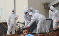 台H5N6禽流感扩散　禁止屠宰及运送家禽七日