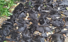 澳洲熱浪直逼45度 5500隻蝙蝠屍體從天而降