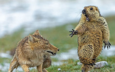 土撥鼠驚避狐狸瞬間 中國攝影師獲野生動物攝影大獎