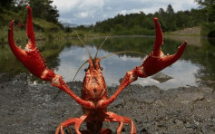 日本拟将小龙虾定为外来入侵物种 禁止进口和贩卖